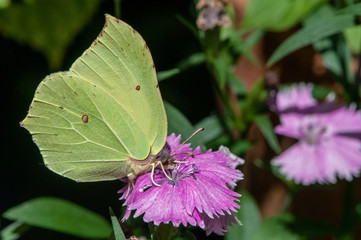 Zitronenfalter auf blüte