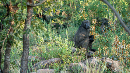 Bärenaviane in Afrika