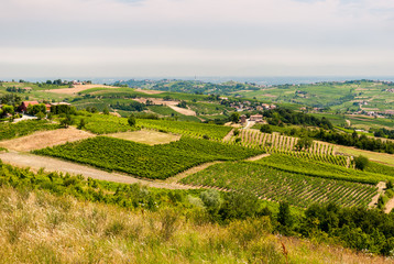 Fototapeta na wymiar Cultivated hills in Oltrepo' Pavese (Lombardy, Italy)