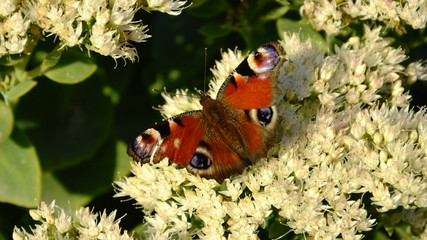 Wieczorny motyl © Mat3usz