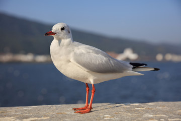 Seagull standing upright with a blank expression on its face