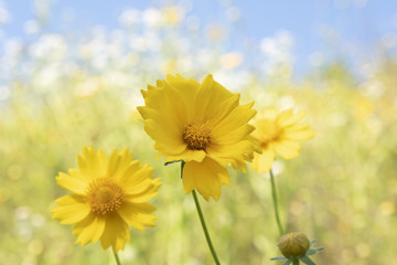 Fototapeta premium shining flower of yellow color