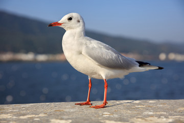 Seagull standing upright with a blank expression on its face