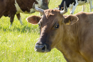 Colorful cows eating grass on the meadow in summer
