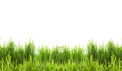 Fototapeta premium Green grass frame isolated on white background.