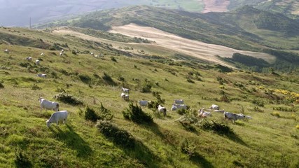 Grazing cattle on green meadow, farm fields panorama in the background