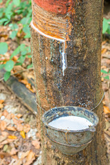 Fototapeta premium Kauczukowiec