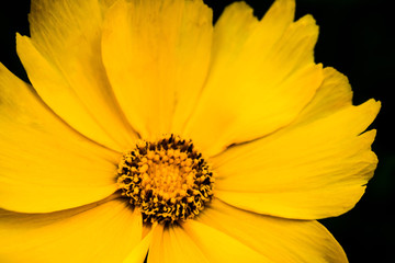 Yellow flower