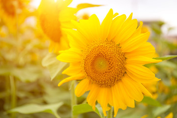Fototapeta premium Abstract background of sunflower among sunlight