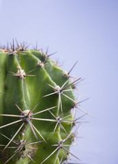 Close Up of A Spiky Cactus Plant with Plain Background
