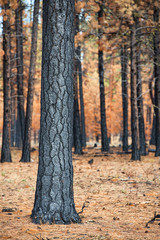 Pine Tree Forest Fire Burn Area (171960LNND8RF)
