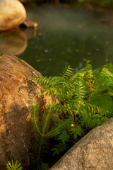 Round stone in water. Light morning haze. Nature reserve, Northern nature