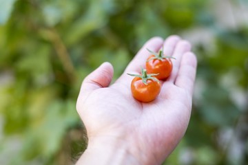 cherry tomatoes in man hand