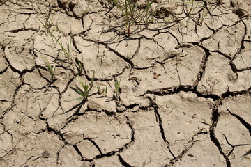 TERRE AGRICOLE SÈCHE EN ÉTÉ