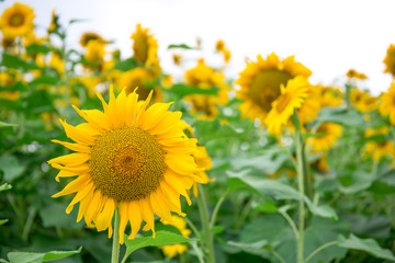 Obraz premium Abstract background of sunflower among sunlight