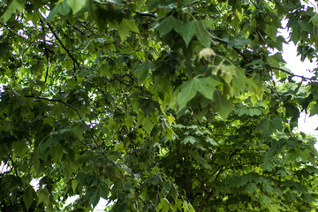 Fototapeta na wymiar Background of wet green leaves of the tree