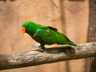 Perroquet
