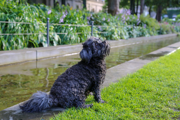 Mein kleiner schwarzer Hund