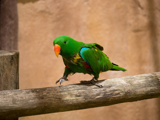 Perroquet © photoloulou91