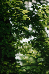 Forest close-up