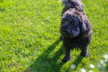 Mein kleiner schwarzer Hund