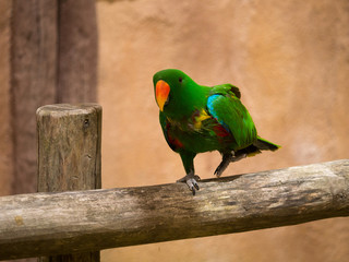 Perroquet © photoloulou91