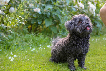 Mein kleiner schwarzer Hund