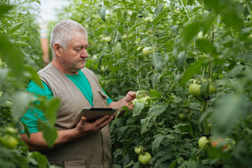 The farmer controls the growth of tomatoes in the greenhouse
