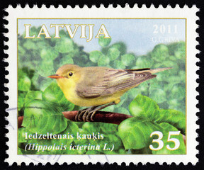 Icterine warbler, Hippolais icterina (Latvia 2011)