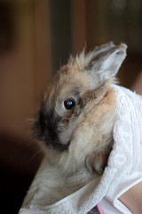 Obraz premium rabbit in a towel after bathing