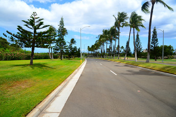 Fototapeta na wymiar ハワイのヤシ並木