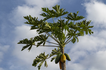1 - Mamoeiro - pé de mamão - Carica papaya