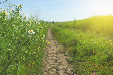 Blooming daisies growing on the roadside on a sunny summer morning.Selective focus.