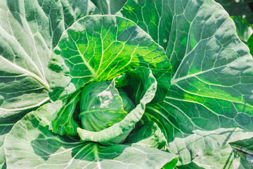 Obraz premium young green cabbage in the garden close-up