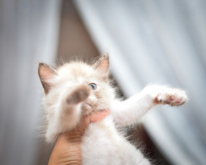 cats at home