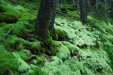 Moss in the forest