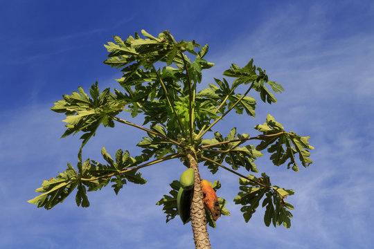 2 - Mamoeiro - pé de mamão - Carica papaya