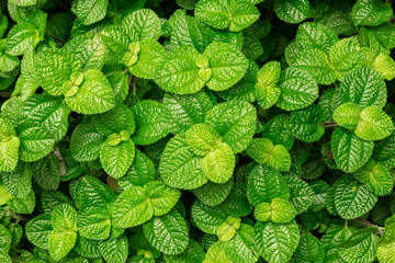 Green leaves for background
