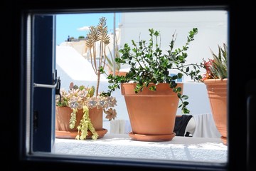 Looking at Succulent plants behind the window in  the village of Oia in Santorini island, Greece