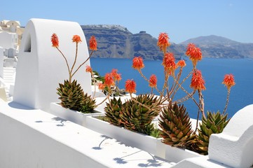 Famous stunning view of white architectures and plants above the volcanic caldera in the village of Oia in Santorini island, Greece