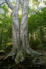 Fototapeta premium Zwillingsbaum am Kalksee - Rüdersdorf - Märkisch-Oderland
