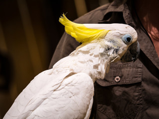 Cacatoés © photoloulou91