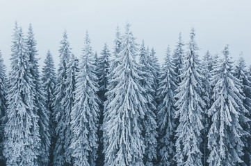 Fototapeta premium Winter landscape with spruce forest