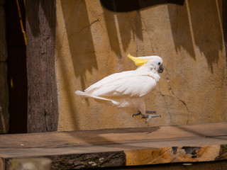 Cacatoés © photoloulou91