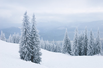 Winter landscape with firs in the mountains