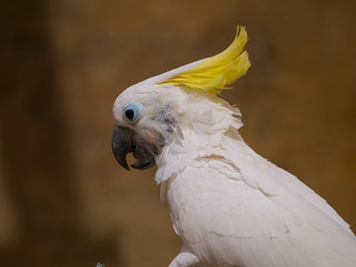 Cacatoès © photoloulou91