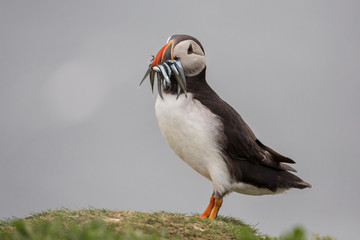 Puffin with pilchards in the bill (Fratercula arctica), Farne islands, Scotland