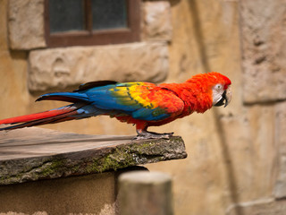 Perroquet     © photoloulou91