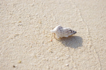 砂浜のヤドカリ