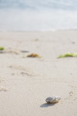 Fototapeta na wymiar 砂浜のヤドカリ